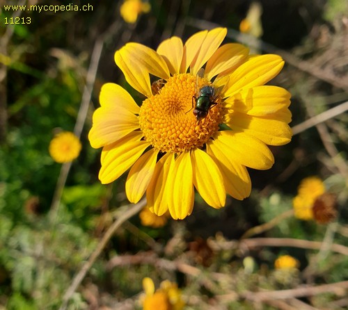 Anthemis tinctoria - 