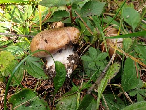 Cortinarius glaucopus - 