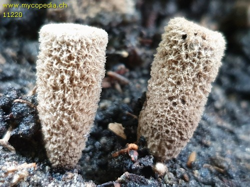 Cyathus striatus - 