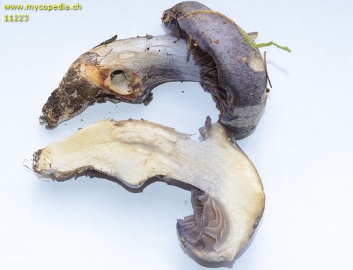 Cortinarius velicopius - 