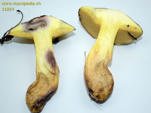 Suillus collinitus - KOH Reaktion - KOH  - 