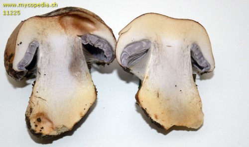 Cortinarius glaucopus - 