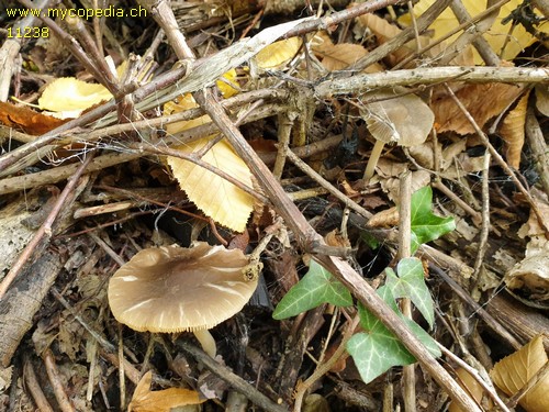 Pluteus cinereofuscus - 