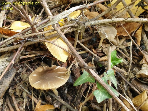 Pluteus cinereofuscus - 