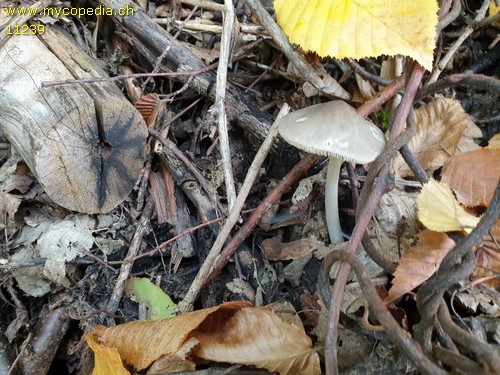 Pluteus cinereofuscus - 