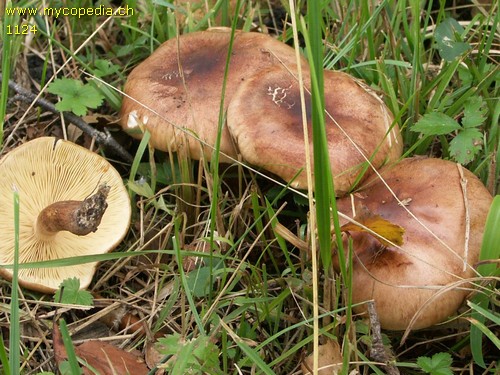 Tricholoma fulvum - 