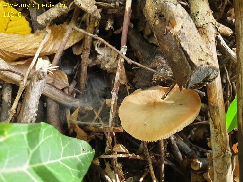 Pluteus cinereofuscus - 