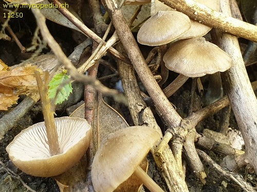 Entoloma hebes - 