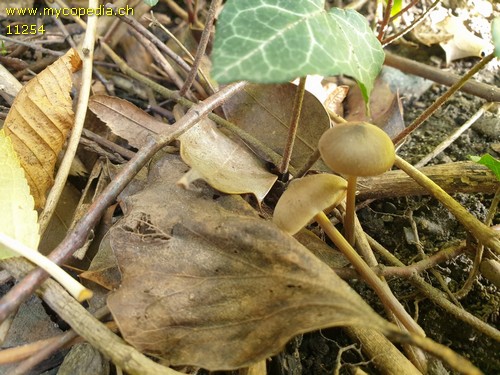 Entoloma hebes - 