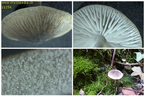 Mycenella bryophila - Collage - 