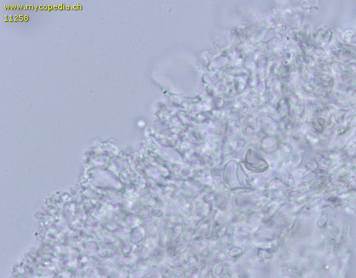 Mycenella bryophila - HDS - Wasser  - 