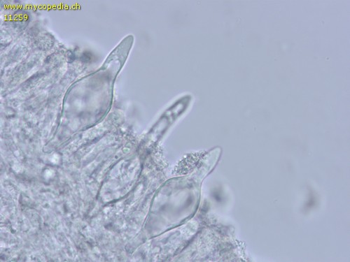 Mycenella bryophila - Cheilozystiden - Wasser  - 