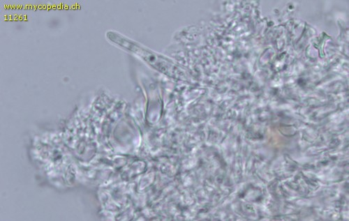 Mycenella bryophila - HDS - 