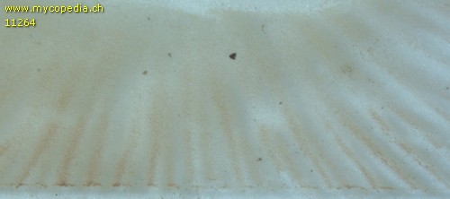 Entoloma hebes - Sporenabwurf - 