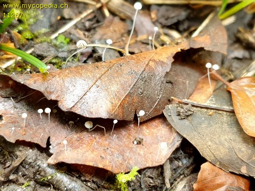 Mycena capillaris - 