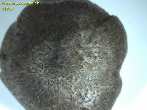 Entoloma tjallingiorum - 