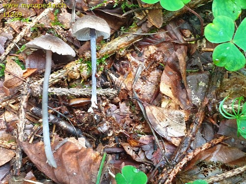 Entoloma tjallingiorum - 