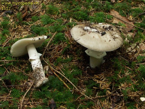 Amanita excelsa - 