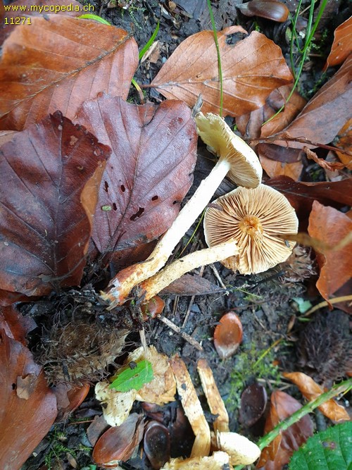 Pholiota lucifera - 