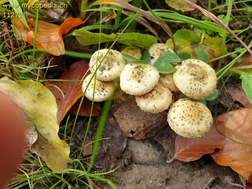 Pholiota lucifera - 