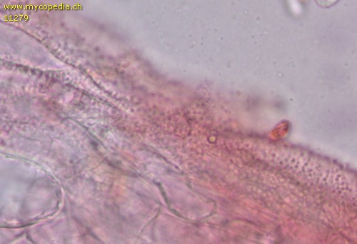 Mycena capillaris - HDS - Kongorot  - 