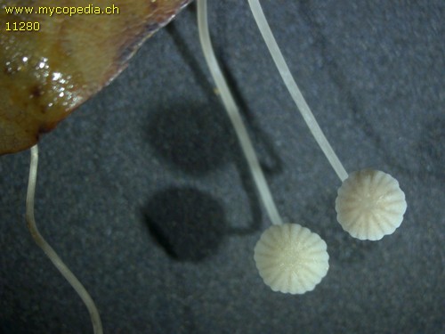 Mycena capillaris - 