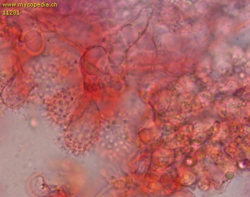 Mycena capillaris - Cheilozystiden - Kongorot  - 