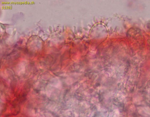 Mycena capillaris - Cheilozystiden - Kongorot  - 