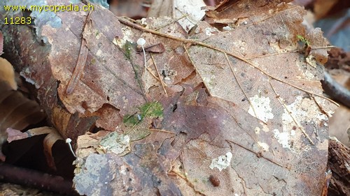 Mycena capillaris - 