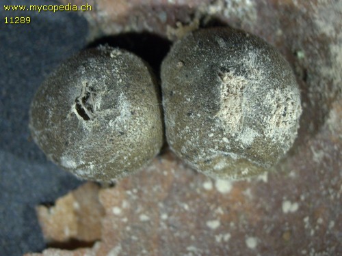 Lycogala epidendrum - 