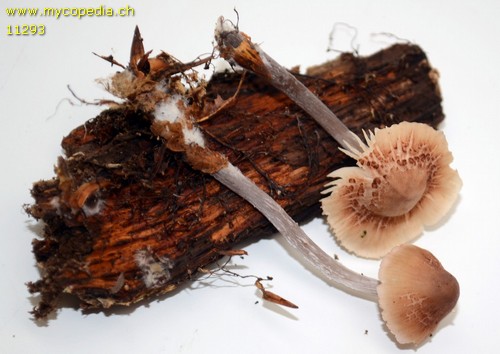 Mycena pura fm. brunnea - 