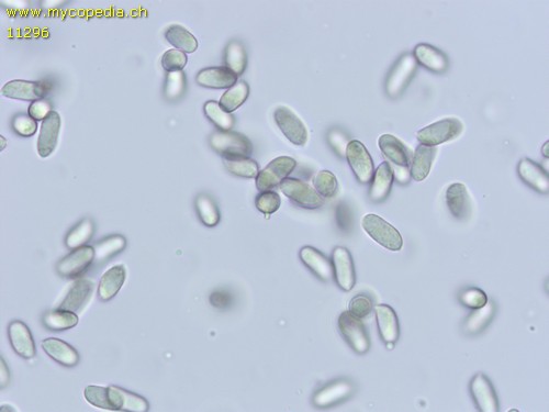 Mycena pura fm. brunnea - Spore/n - Melzers  - 