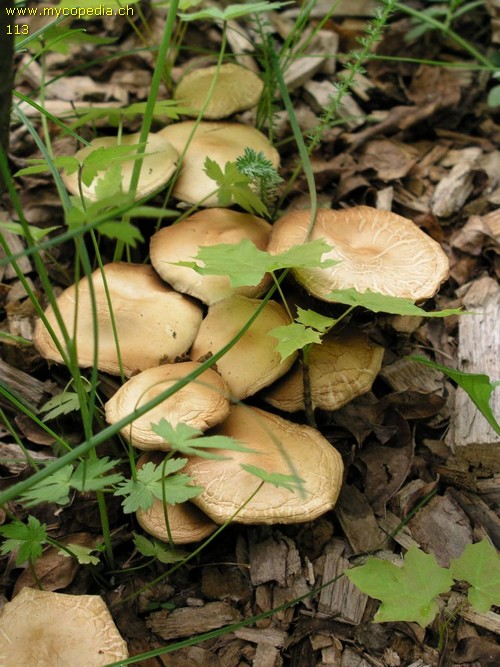 Agrocybe praecox - 