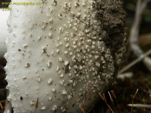 Amanita echinocephala - 