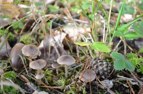 Cortinarius flexipes var. inolens - 