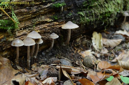 Cortinarius subsertipes - 