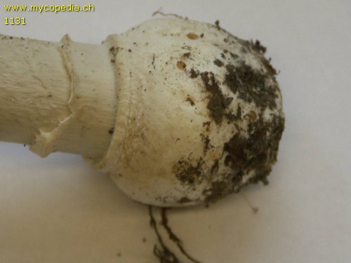 Amanita pantherina - 