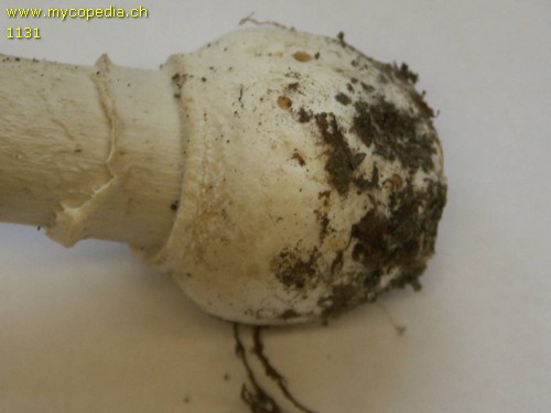 Amanita excelsa - 