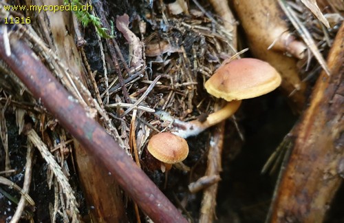 Cortinarius cinnamomeus - 