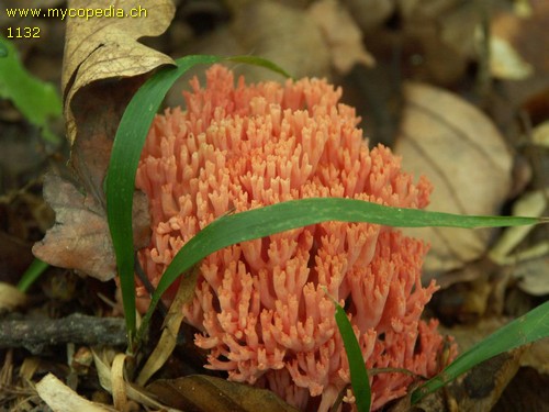 Ramaria formosa - 