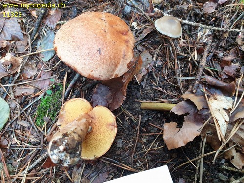 Suillus tridentinus - 