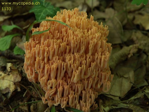 Ramaria formosa - 