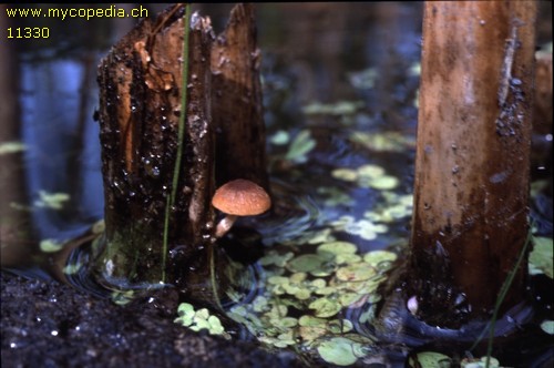 Psathyrella typhae - 