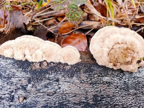 Trametes hirsuta - 