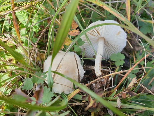 Lepiota alba - 