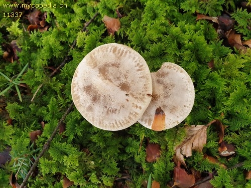 Atractosporocybe inornata - 