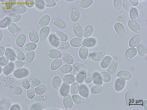 Pseudoclitocybe cyathiformis - Sporen - 