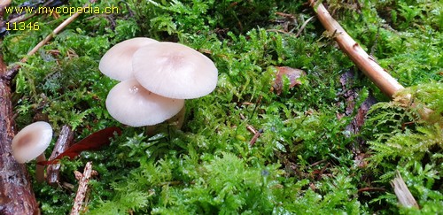 Clitocybe fragrans - 