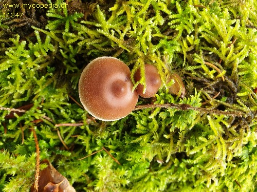 Cortinarius hinnuleus - 