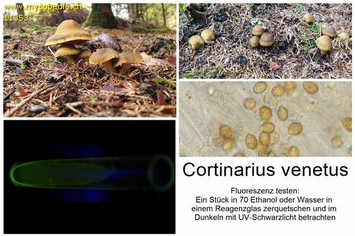 Cortinarius venetus var. montanus - 